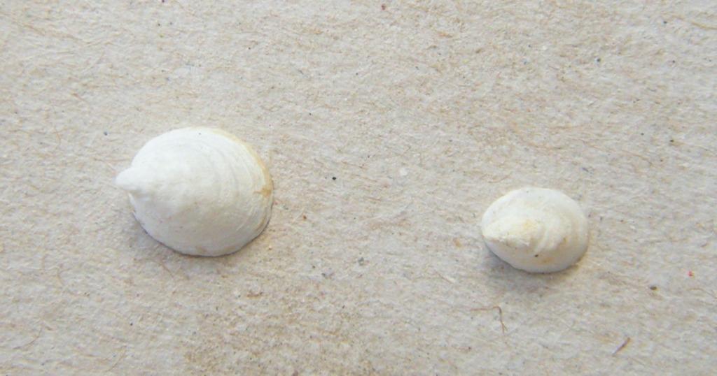 Ancylus?